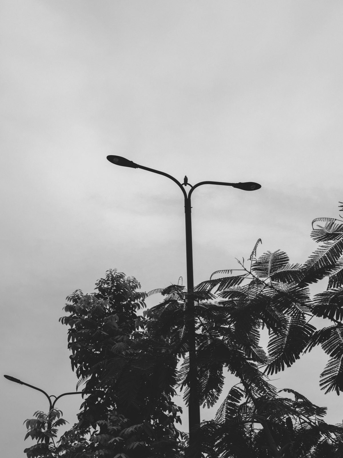 Black-and-white silhouette of a twin-headed street lamp against a pale sky with feathery tree branches, shot on a Fujifilm X-E5 with the Voigtlander 27mm f/2.