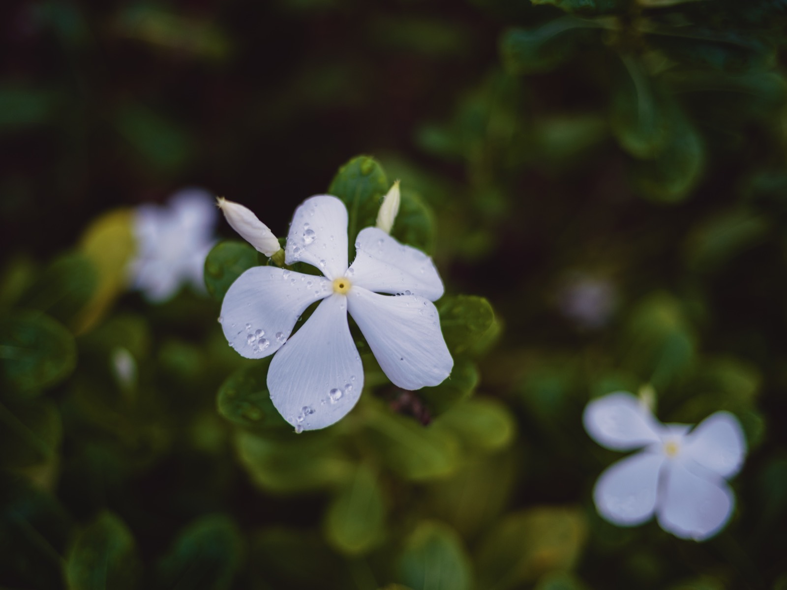 A white periwinkle flower covered in rain droplets, sharply focused against a soft dark green background, shot close up at f/2 on the Voigtlander 27mm on a Fujifilm X-E5.